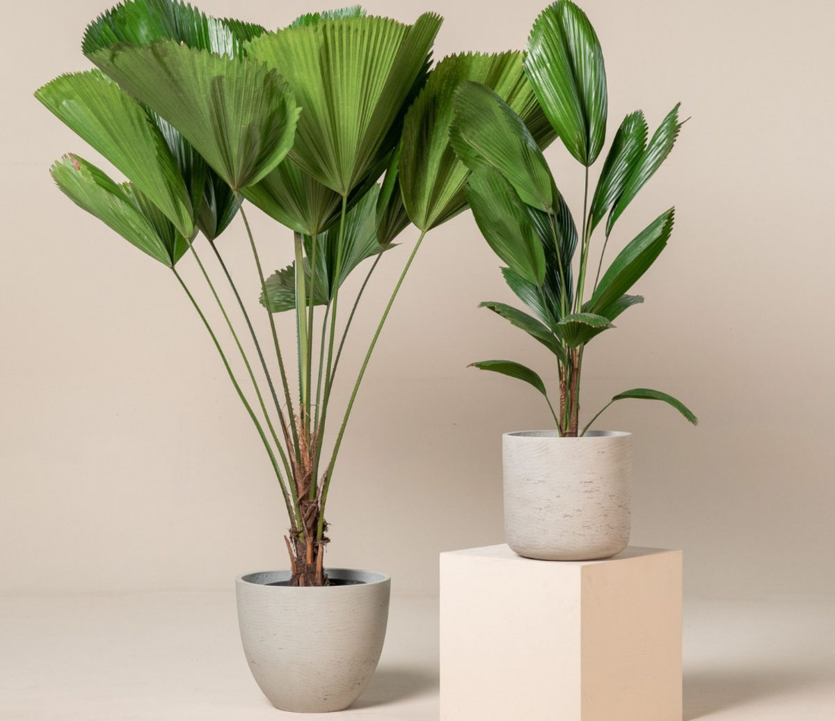 Cây Phong Thủy Văn Phòng | NTDecor