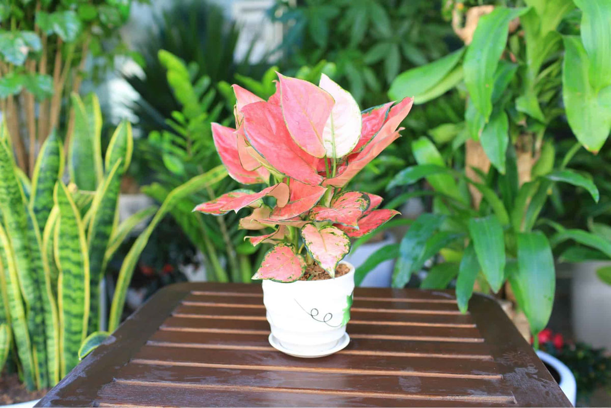 Cây Phong Thủy Văn Phòng | NTDecor