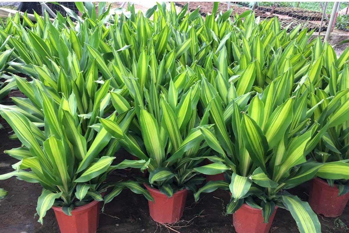 Cây Phong Thủy Văn Phòng | NTDecor