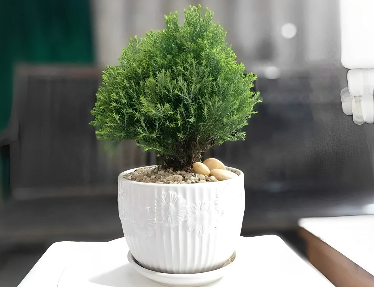 Cây Phong Thủy Văn Phòng | NTDecor