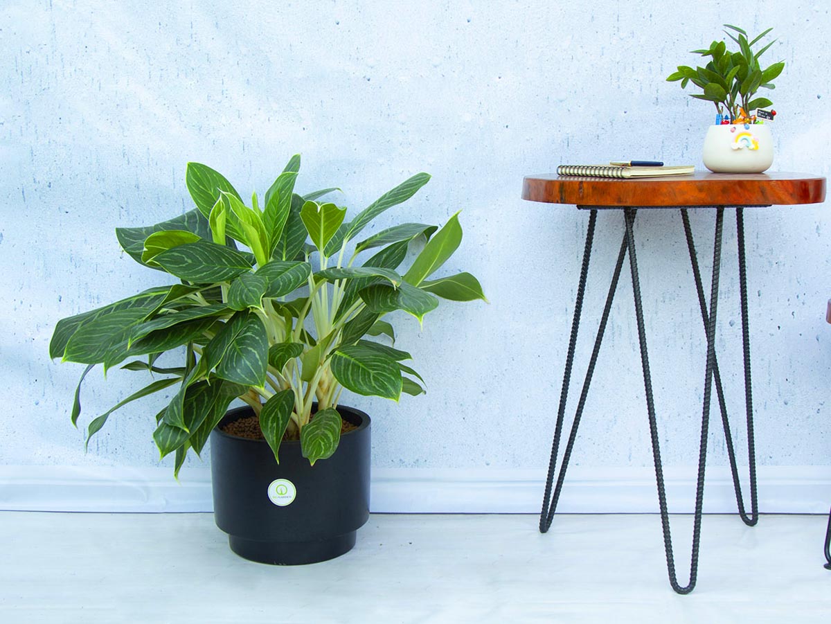 Cây Phong Thủy Văn Phòng | NTDecor