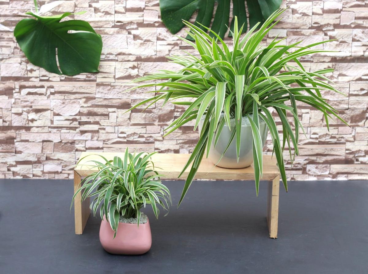 Cây Phong Thủy Văn Phòng | NTDecor