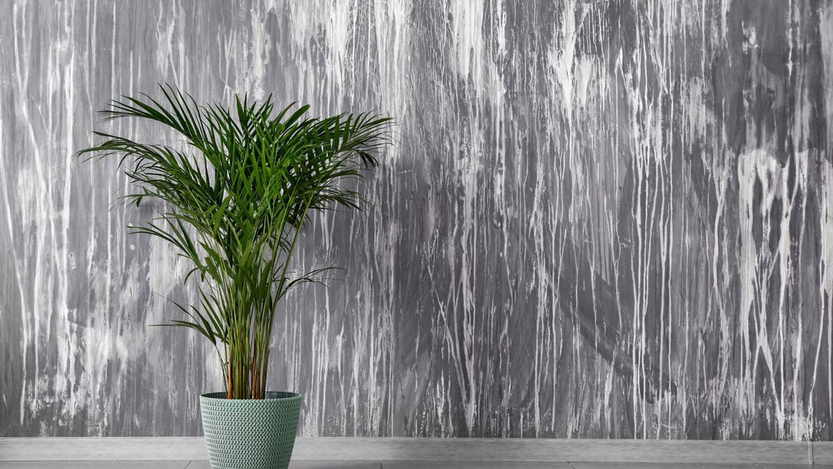 Cây Phong Thủy Văn Phòng | NTDecor
