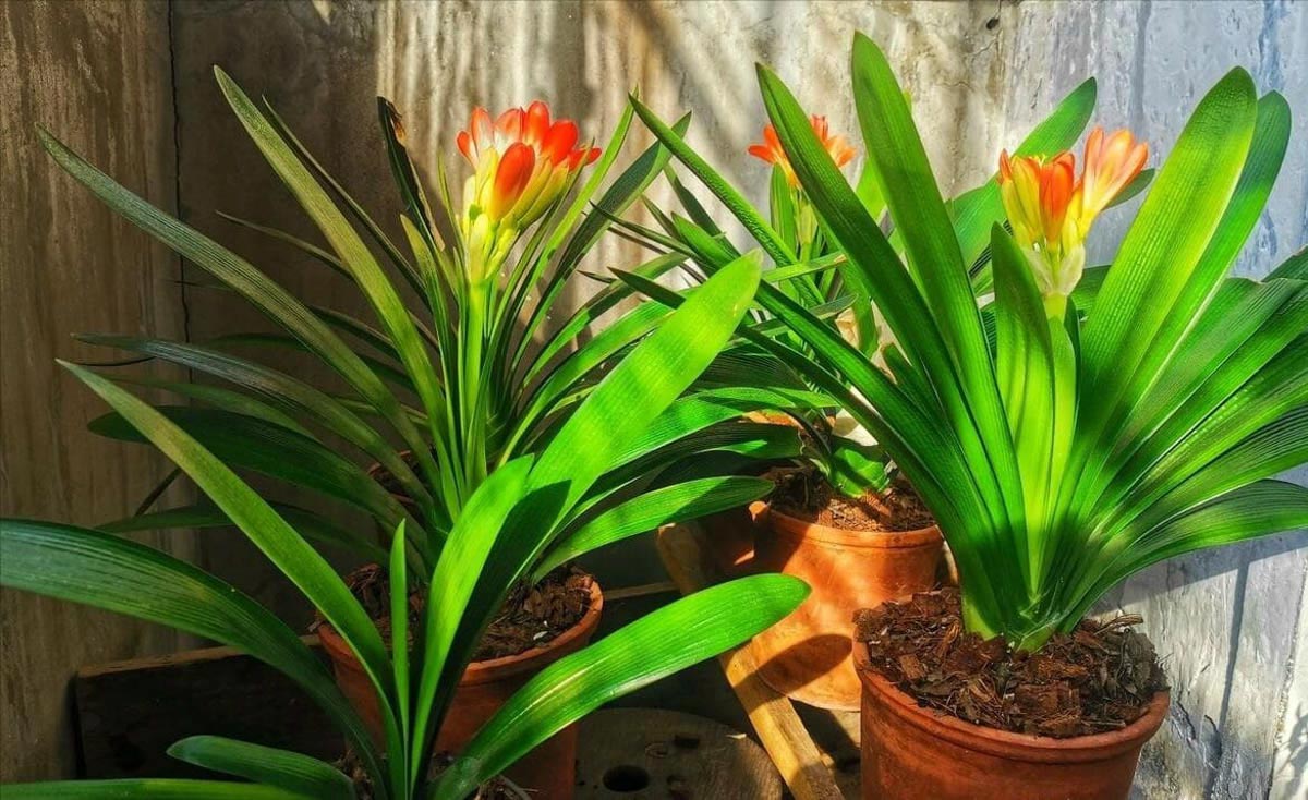 Cây Phong Thủy Văn Phòng | NTDecor