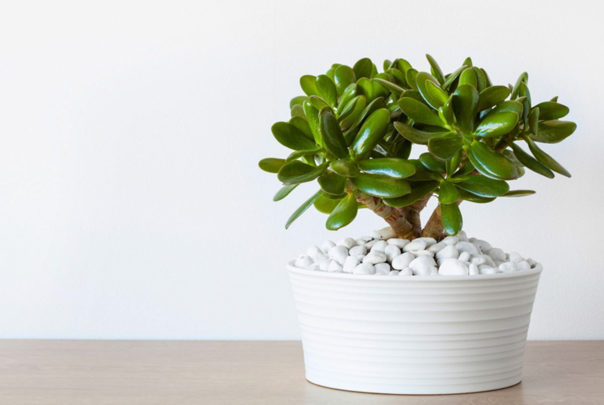Cây Phong Thủy Văn Phòng | NTDecor