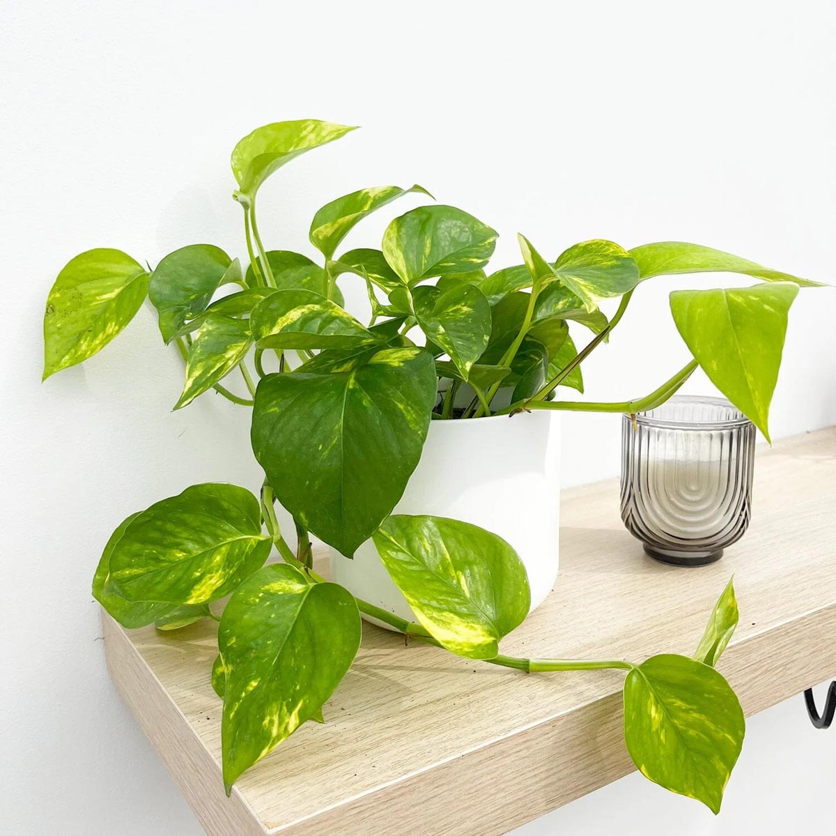 Cây Phong Thủy Văn Phòng | NTDecor