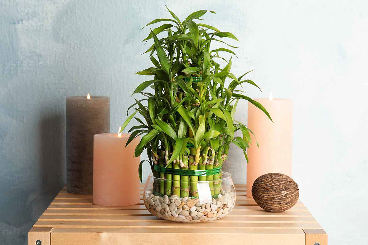 Cây Phong Thủy Văn Phòng | NTDecor