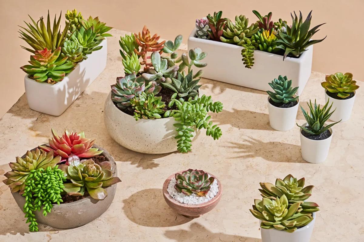 Cây Phong Thủy Văn Phòng | NTDecor