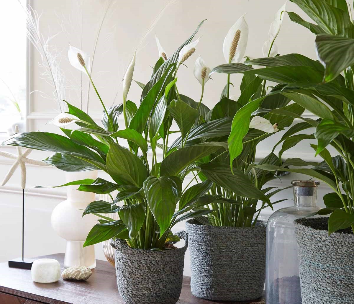 Cây Phong Thủy Văn Phòng | NTDecor